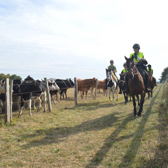 A la rencontre des vaches !