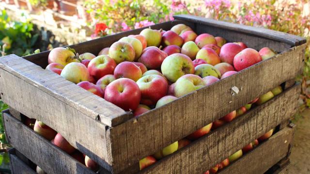 Vergers d'Aulaines caisse de pommes