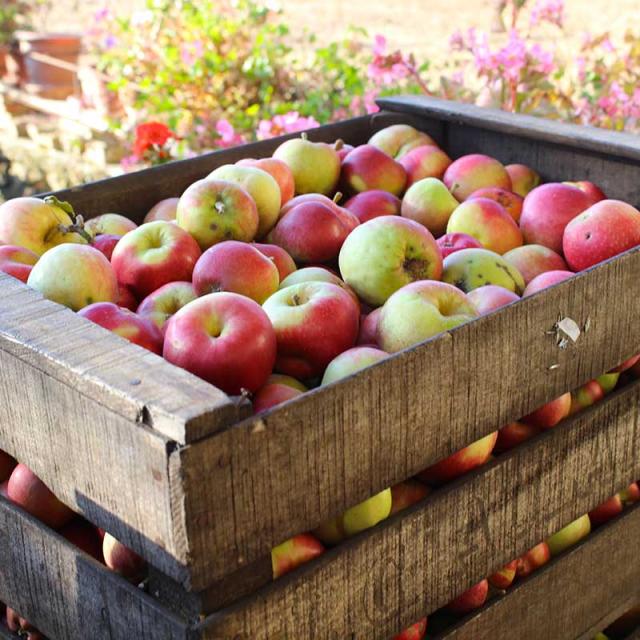 Vergers d'Aulaines caisse de pommes