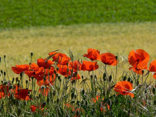 Fleurs Coquelicots