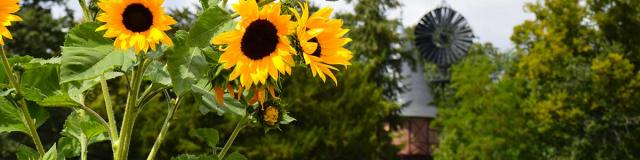 Jardin Potager Tournesols