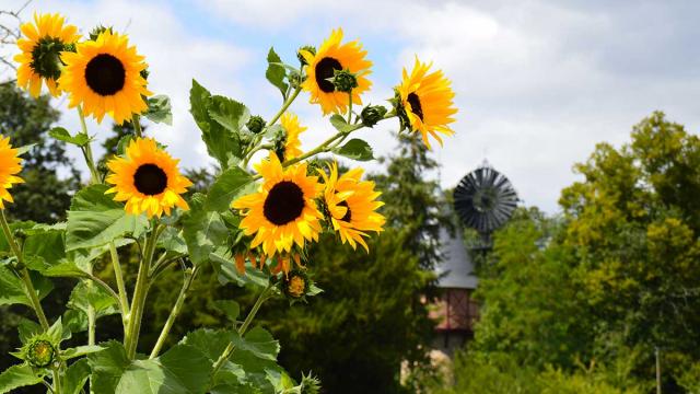 Jardin Potager Tournesols