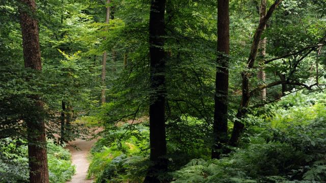 Sur les chemins de Perseigne