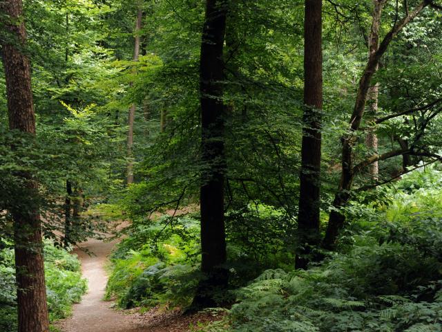 Sur les chemins de Perseigne