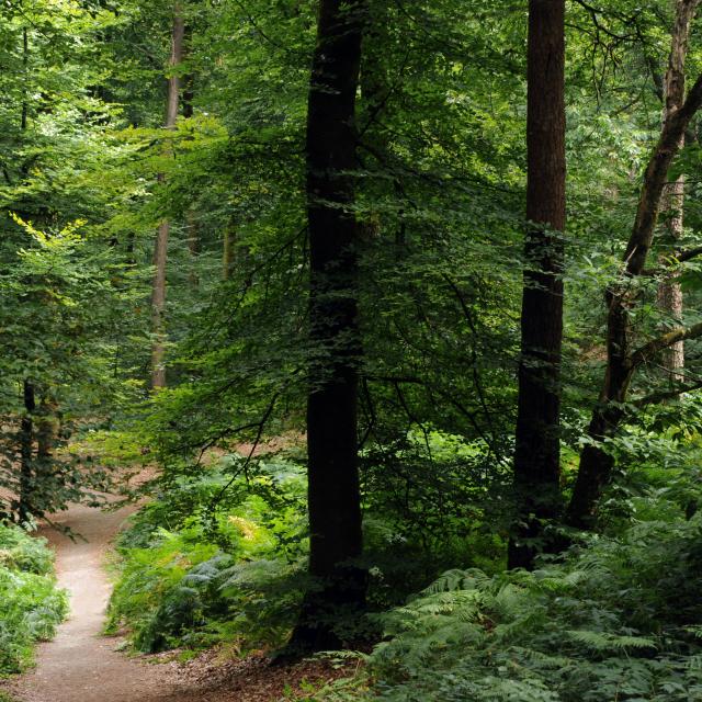 Sur les chemins de Perseigne