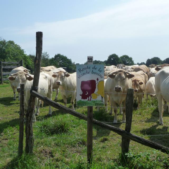 Blonde D'aquitaine