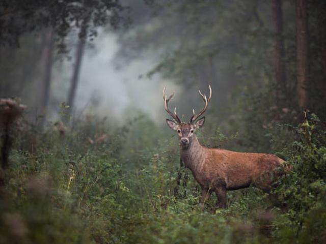 cerf dans la forêt