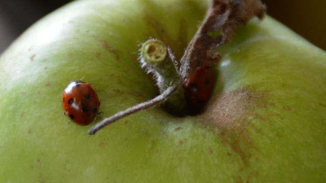 Coccinelles du verger