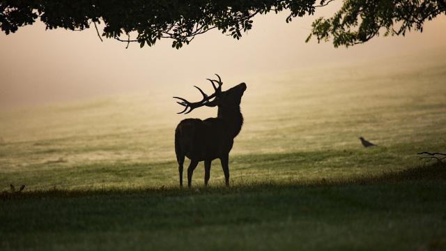 Brame du cerf