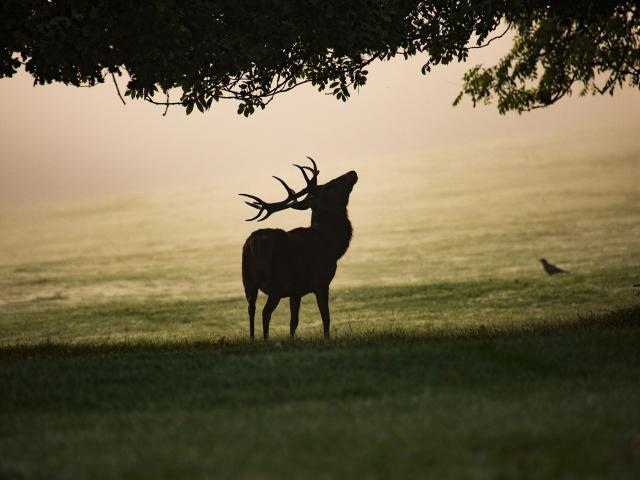 Brame du cerf