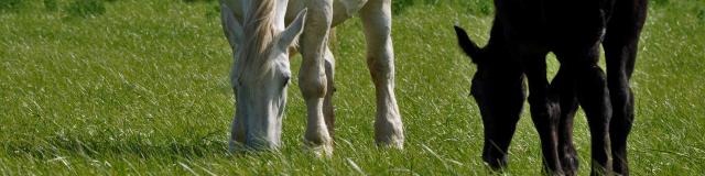 Percherons dans un pré