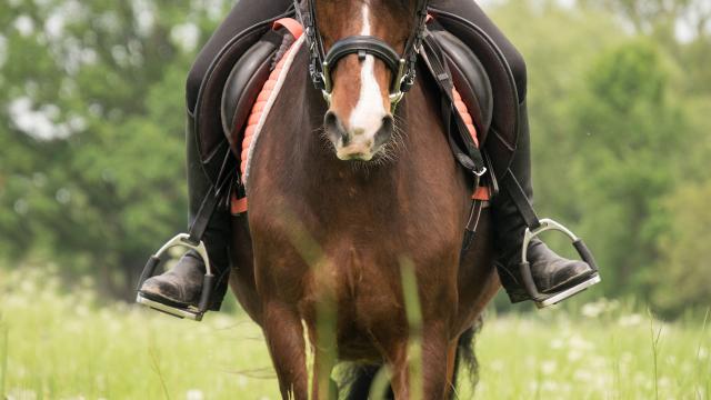 cavalier