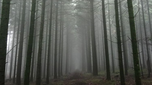 Forêt De Perseigne