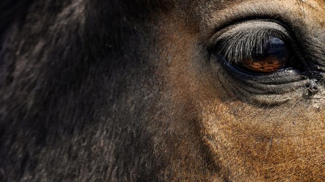 Regard de cheval