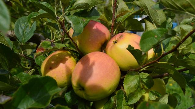 Les pommes des Vergers d'Aulaines