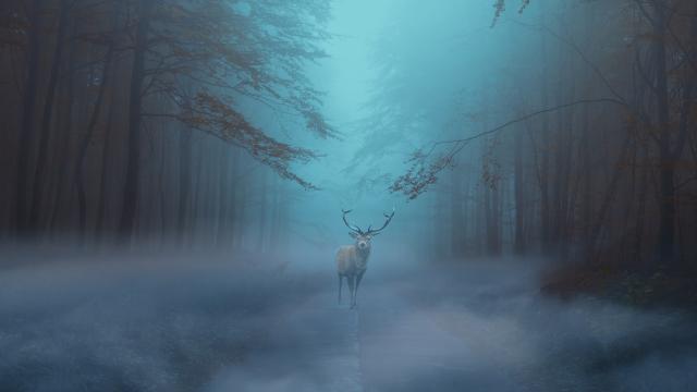 Cerf dans la forêt